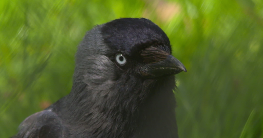 Silver Eye Bird image - Free stock photo - Public Domain photo - CC0 Images