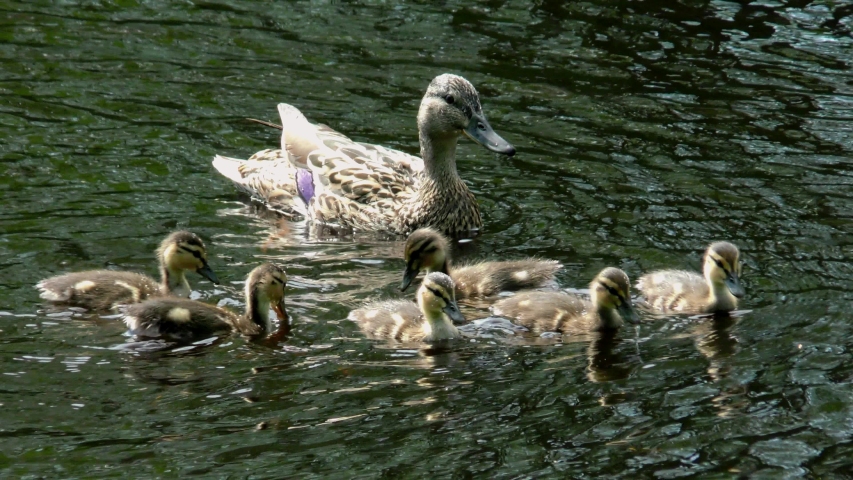 Duckling swimming through the water image - Free stock photo - Public ...