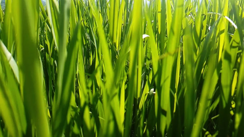 Grass texture Popular HD Royalty Free Videos (3 of 1,803) .