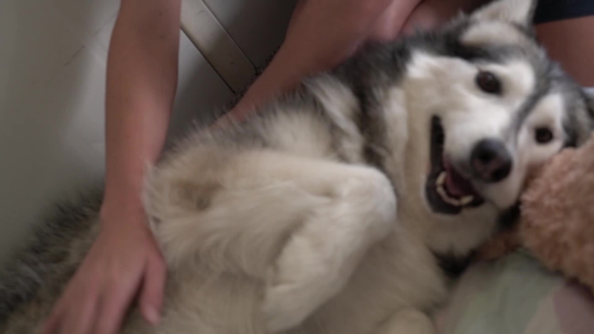 Husky Dog Laying Aside Pillow Stock Footage Video 100 Royalty
