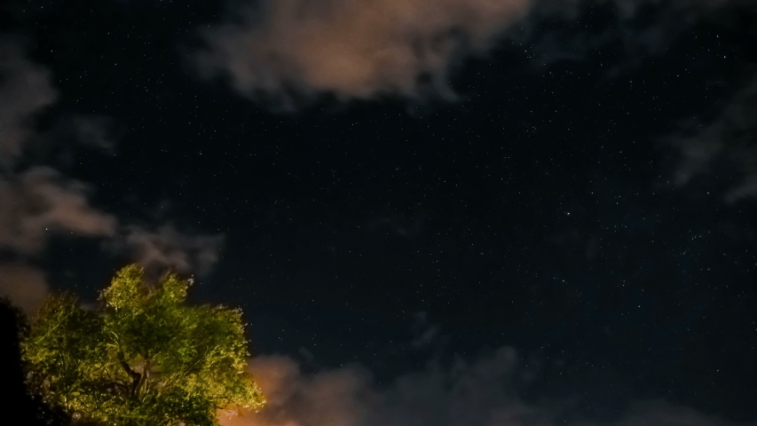Trees and Night Sky full of stars image - Free stock photo - Public ...