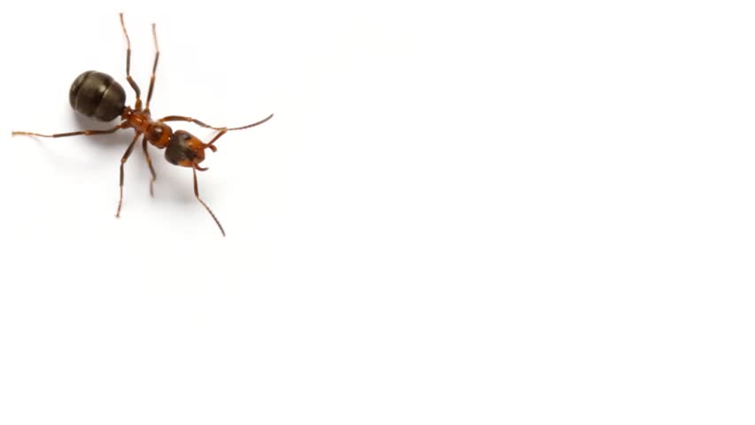  Ants  Insects Walks On White  Stock Footage Video 100 