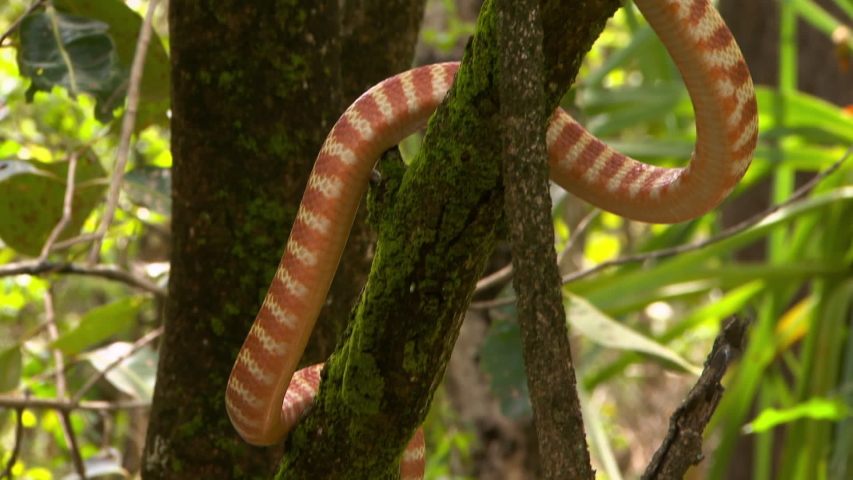 Handheld Tilting Medium Close Up Shot Of A Brown Tree Snake