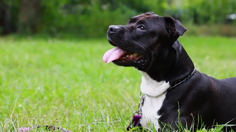 88+ Staffordshire Terrier White And Black