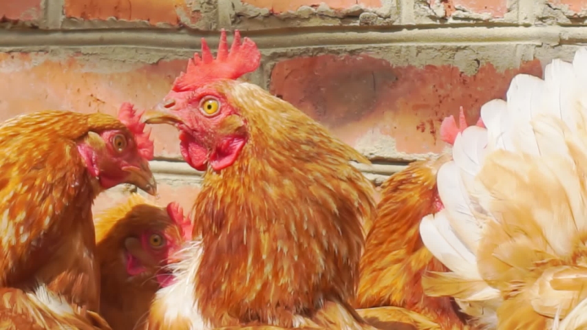 Close up of a chicken head image - Free stock photo - Public Domain ...