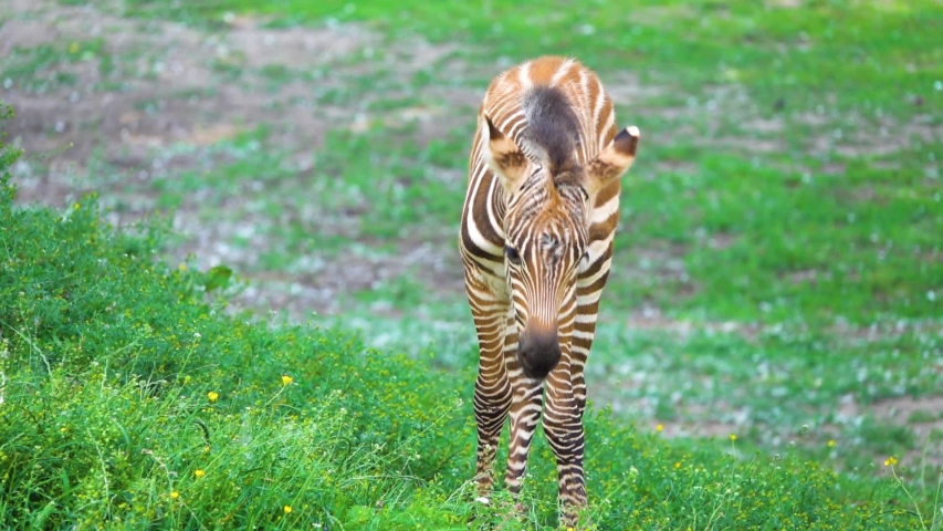 Zebra Brown Stripes