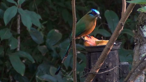 Blue Crowned Motmot Stock Video Footage 4k And Hd Video Clips