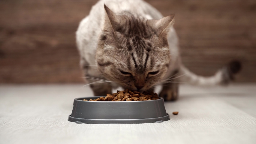 Cat Eating Cat food image - Free stock photo - Public Domain photo ...