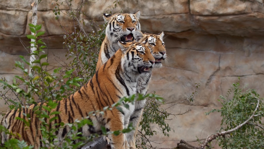 siberian-tiger-with-cub-panthera-tigris-altaica-image-free-stock