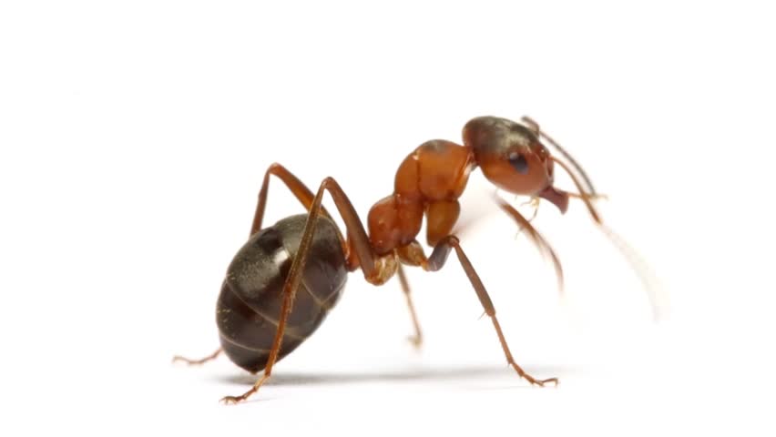 Ant Insect Preening Itself On White Background Stock Ant Insect Preening Itself On White Background Stock