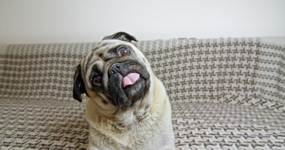 Pug Stock Video Footage - 4K and HD Video Clips | Shutterstock