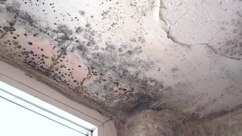 Stachybotrys Chartarum Also Known As Black Mold Or Toxic Black Mold The Mold In Cellulose Rich Building Materials From Damp Or Water Damaged Buildings