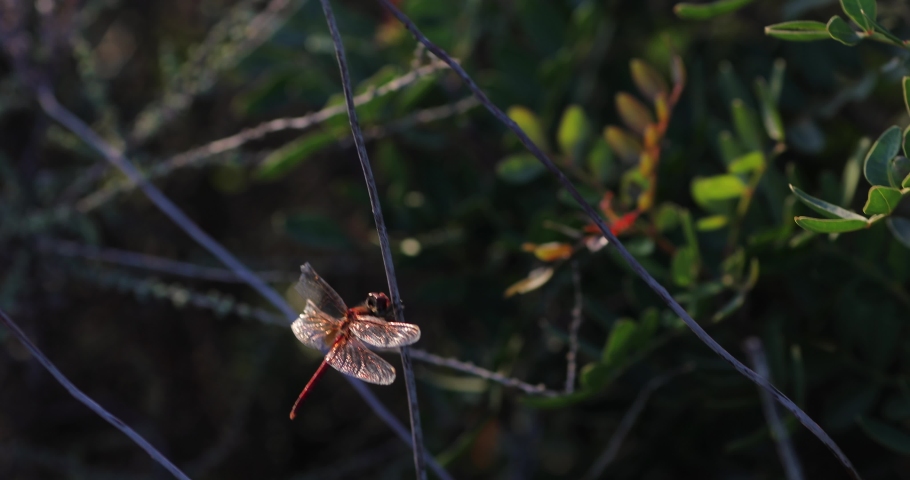 Red Dragonfly on branch image - Free stock photo - Public Domain photo ...
