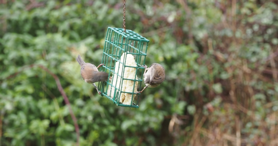 Dark-eyed junco - Junco hyemalis image - Free stock photo - Public ...