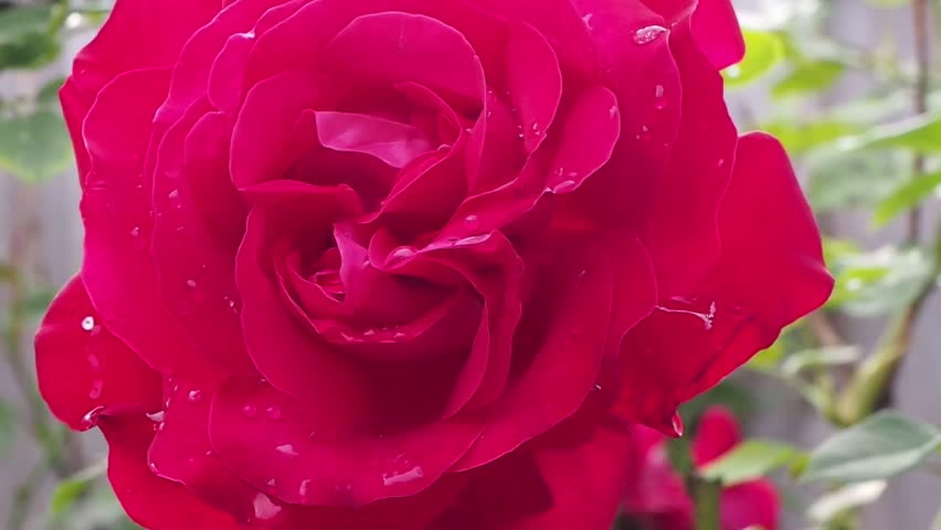 Single Rose Flowers Valentine Love Stock Footage Video 100