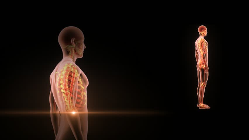 Rear To Side Human Body Highlighting Nerve Transmission In Central ...