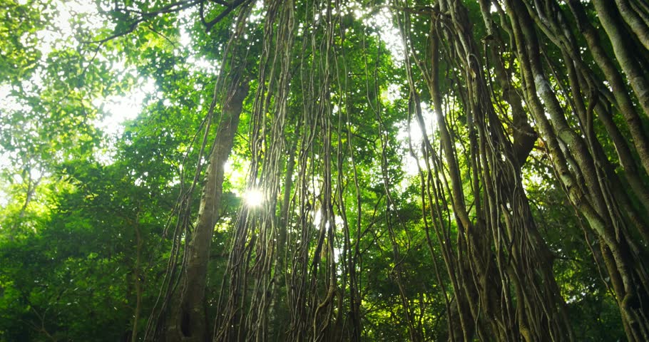 Header of Flora