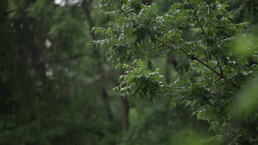 Stock video of rain. forest. green foliage in the | 10760882 | Shutterstock