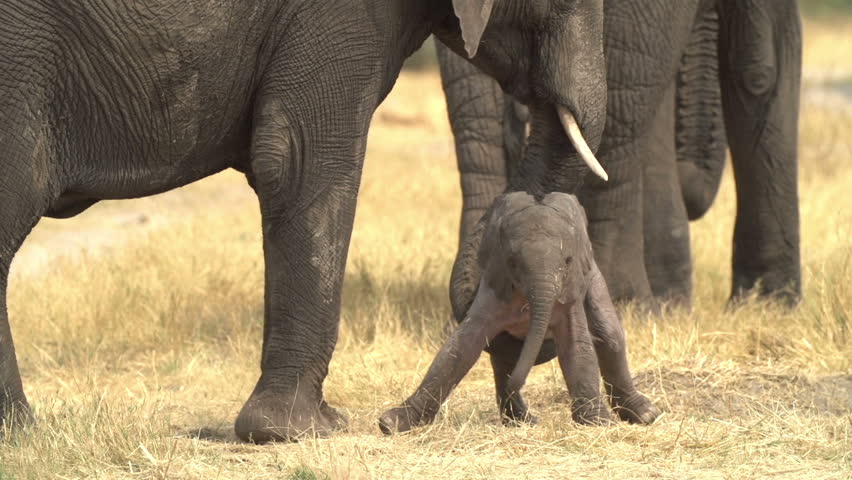 Elephant and Baby image - Free stock photo - Public Domain photo - CC0 ...