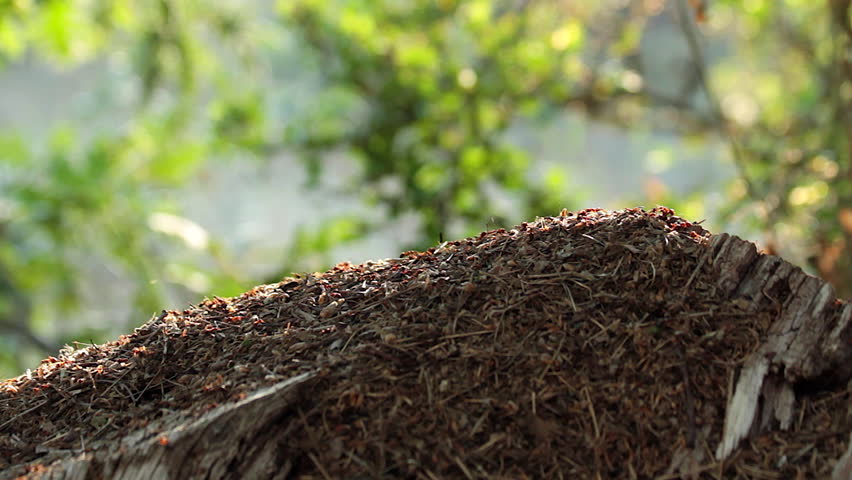 Ant Hill On Tree Trunk Stock Footage Video 100 Royalty Free Browse Video Categories