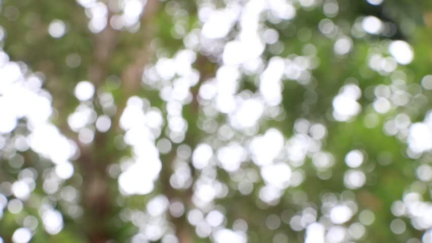 Stock video of nature background, bokeh of blurred tree | 10931192 | Shutterstock