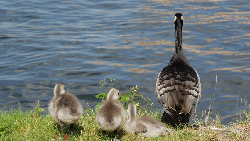 canada goose in sweden canada goose in sweden