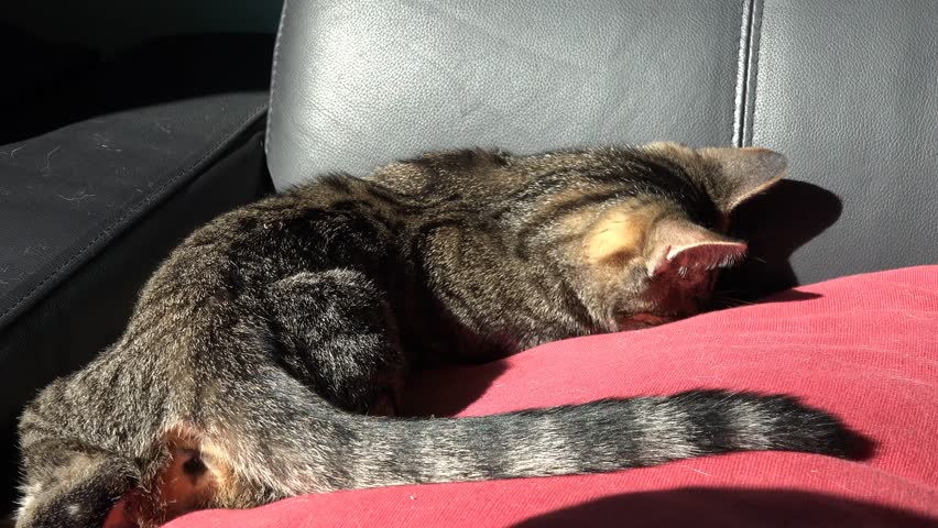 Cat Sleeping On Legs While Person Sitting. Cute Kitten In Deep Sleep On ...