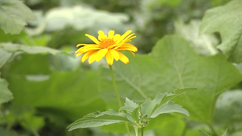Header of pyrethrum