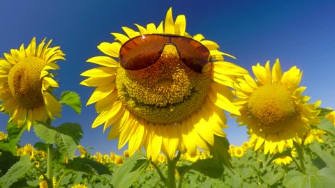 Téléchargement gratuit Images Spectacle Humour Stock Video Footage 4k And Hd Video Clips actualisé salutations