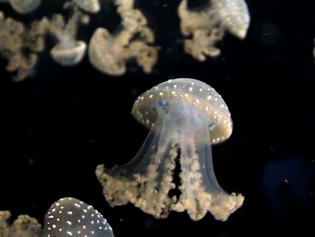 medusa jellyfish