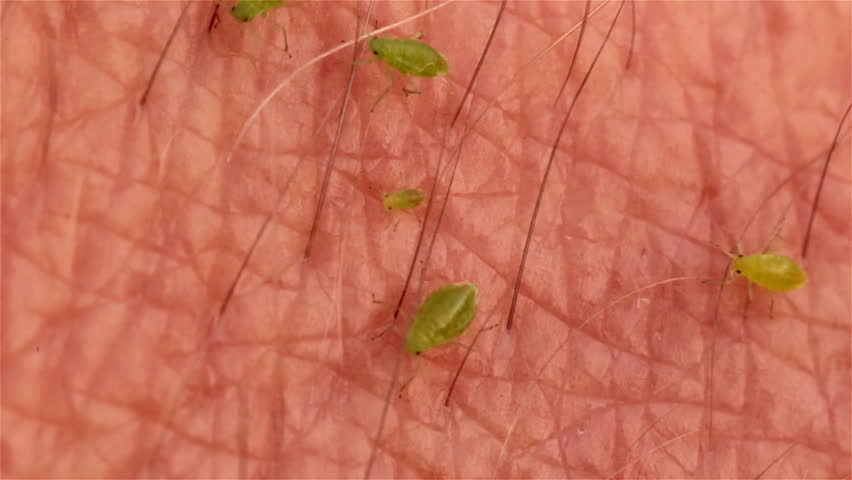 Fly Larvae Family Crawling On Stock Footage Video (100