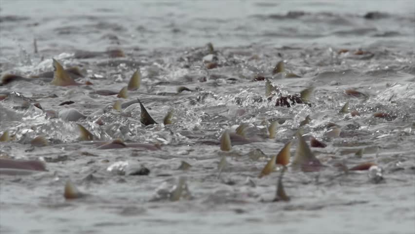 Header of kokanee