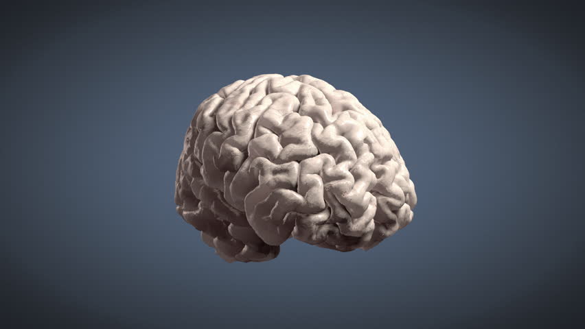 Realistic Human Brain Spinning Stock Footage Video 270727 | Shutterstock