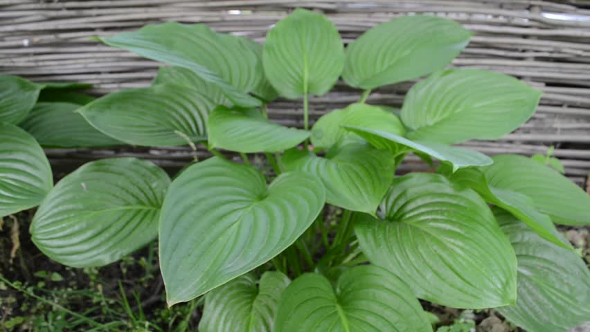Header of hosta