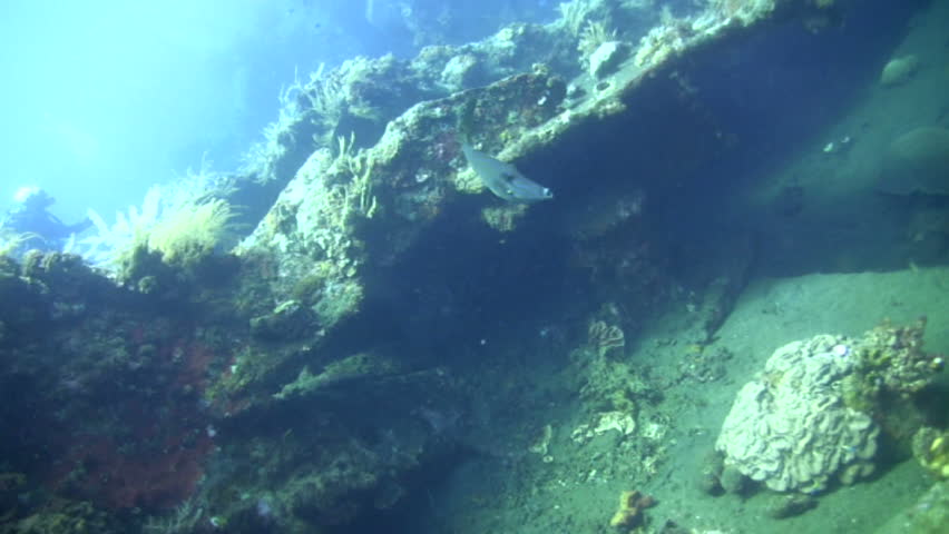 Header of Aluterus scriptus