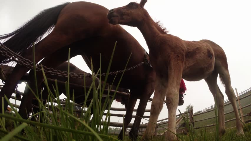 Baby Horse Drinking Milk From Mother-drawn Carriage In The Form Below