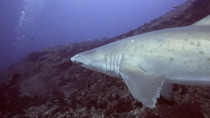 Ragged Tooth Shark (sand Tiger Shark) Swimming Over Reef At Aliwal