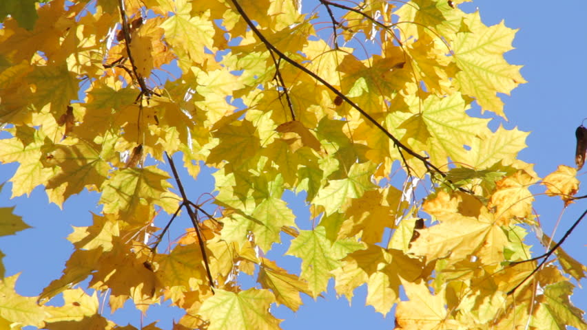 Yellow Leaves, Ginkgo Biloba Tree, Close Up, Autumn Scene Stock Footage ...