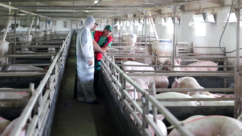Veterinarian Doctor With Farm Workers At A Pig Farm. Stock Footage ...