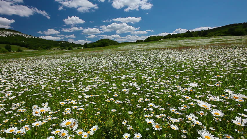 Countryside And White Flower Field Footage On A Sunny Day In The Valley With Camomile Flowers Timelapse Hd Stock Footage Clip