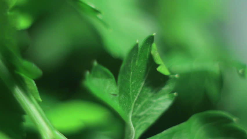 Header of potherb