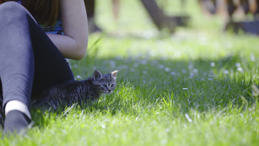 Cute Baby Cat Scared Of Stock Footage Video 100 Royalty Free