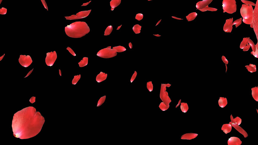 Animation Of Falling Red Rose Pedals Stock Footage Video 3661697