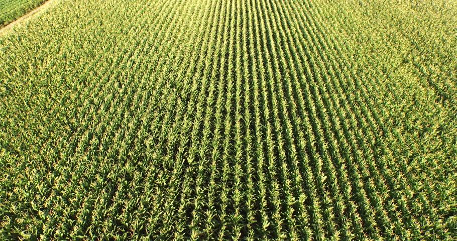 Corn Plant Stock Footage Video | Shutterstock