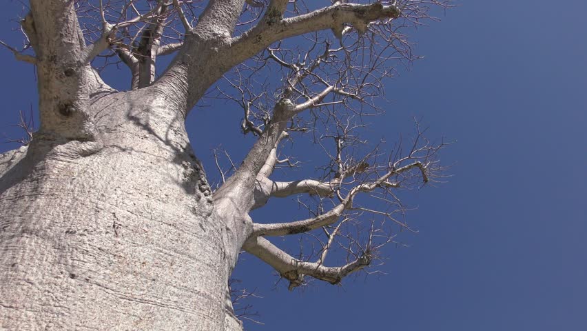 Header of Adansonia Gregorii