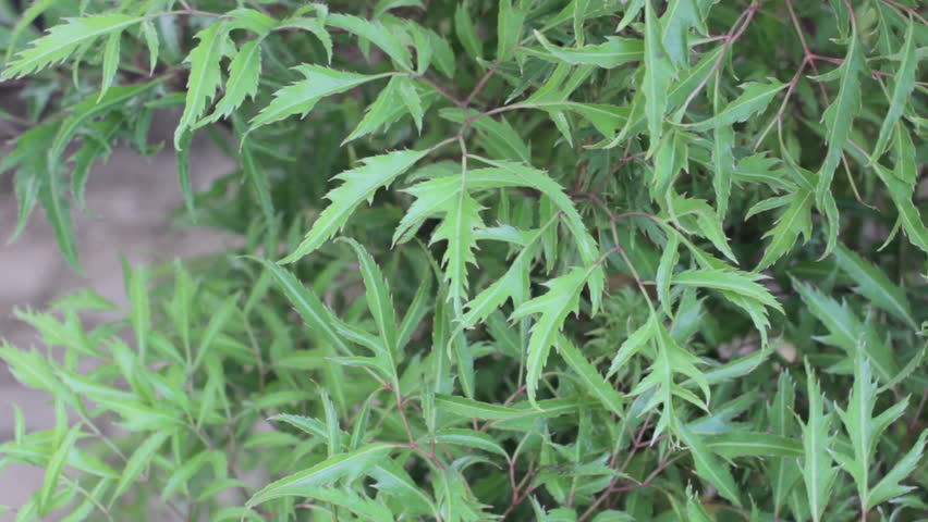 ÐаÑÑинки по запÑоÑÑ Polyscias fruticosa