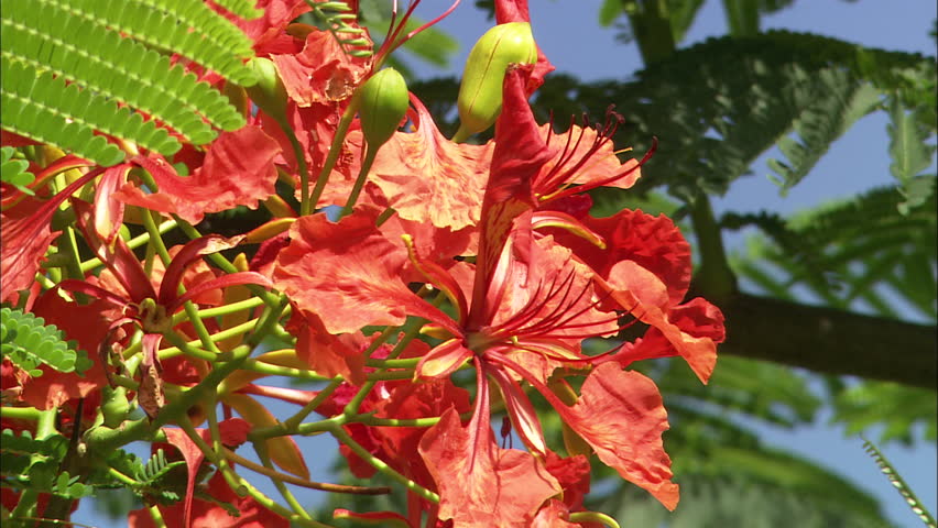 Large Tropical Red Flowers In Stock Footage Video 100 Royalty Free Large Tropical Red Flowers In A Tree Guana Island Bvi April 2017