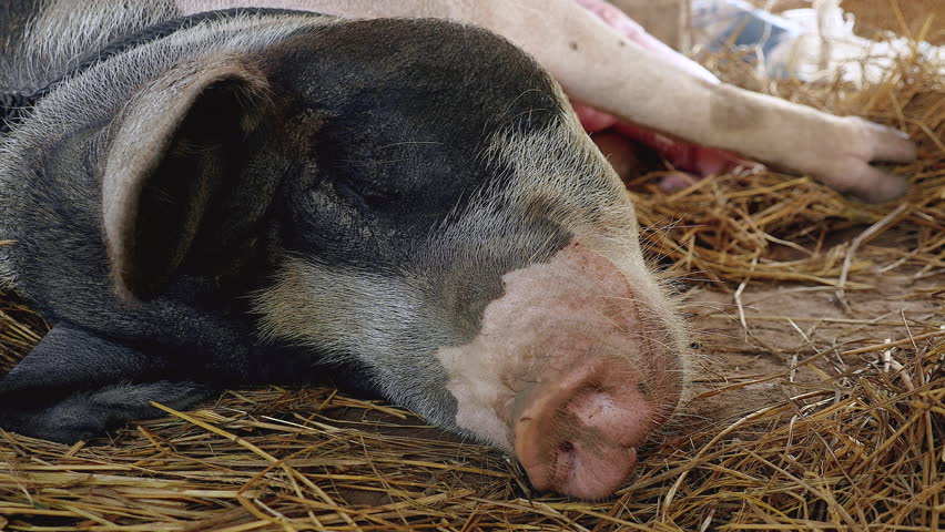 Hog Tied