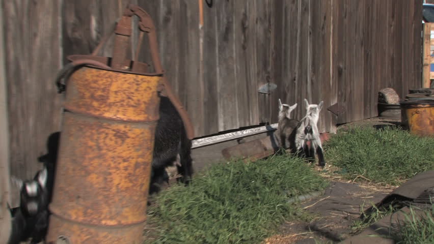 Young Pygmy Goats Playing In Pen Mother Coaxes Them Inside Barn