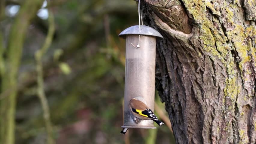 Goldfinch On Bird Feeder Stock Footage Video 100 Royalty Free